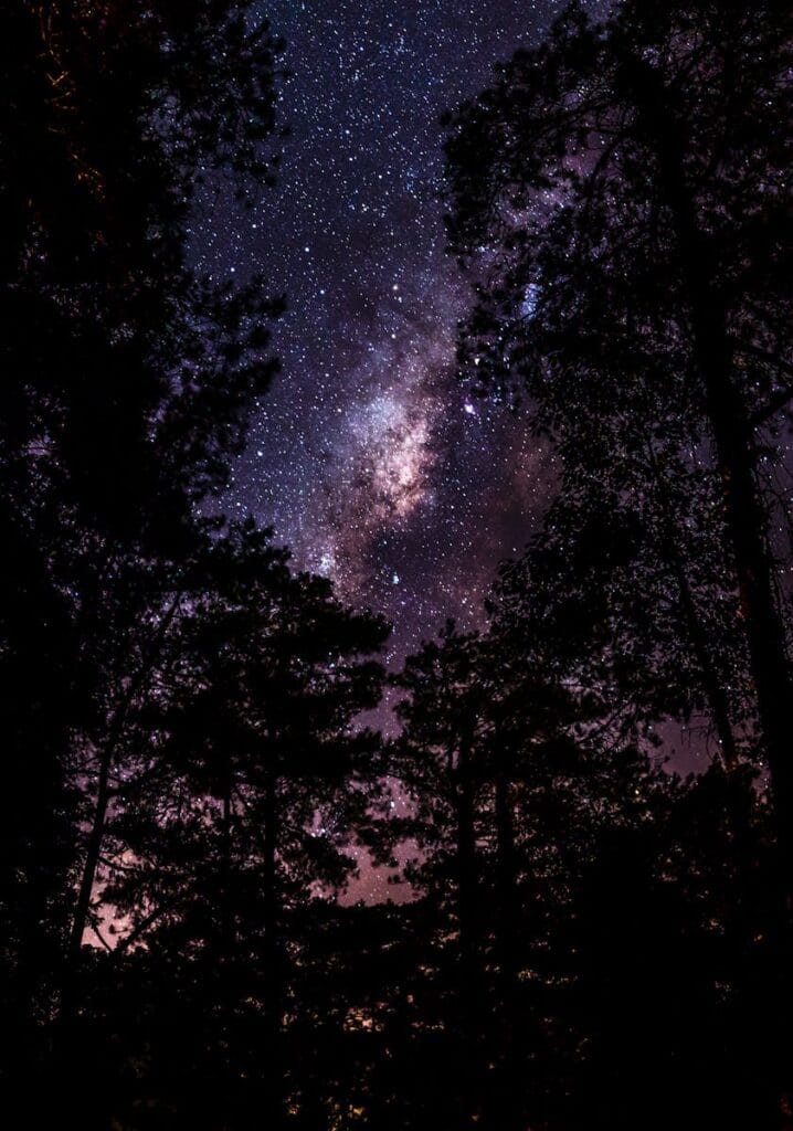 Trees Under Milky Way